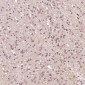 Anti-MCL1 Rabbit Monoclonal Antibody